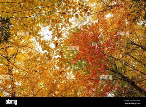 Canopies of beech and red maple trees at peak fall foliage, in golden