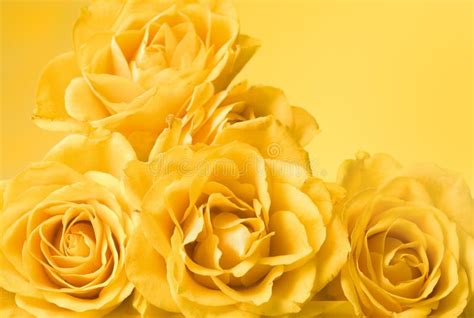 Yellow Roses Background Stock Photo Image Of Thankfulness 4788890