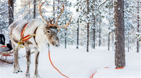 santas reindeer images