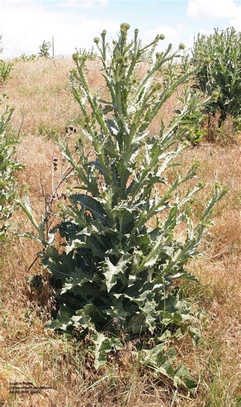 Invasive Scotch Thistle Weed Has Staying Power Cropwatch University