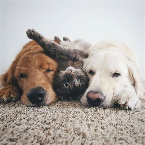 38 Pictures Of Two Dogs And A Cat Who Just Love Doing