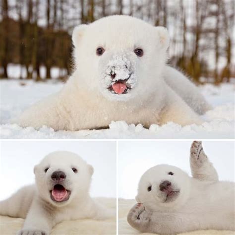 Siku The Baby Polar Bear In The Snow Pictures Popsugar Pets