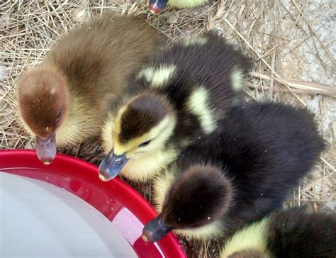 Black And Yellow Baby Ducks Breed