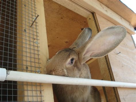 Flemish Giants Welcome To The Skinny Rabbit Ranch
