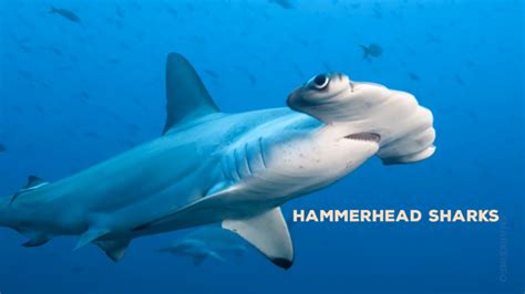 17 Surprising Hammerhead Shark Facts And Some Faqs