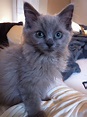 Blue mink ragdoll | Ragdoll, Cute cats, Ragdoll kitten