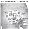 Female and Male Reproductive System Posters – Katie Singer