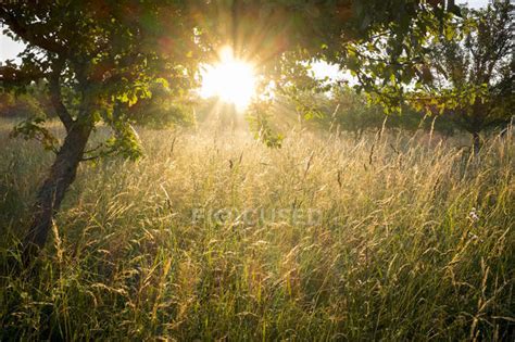 Meadow With Grasses And Tree In The Morning Light Chiemgau Bavaria