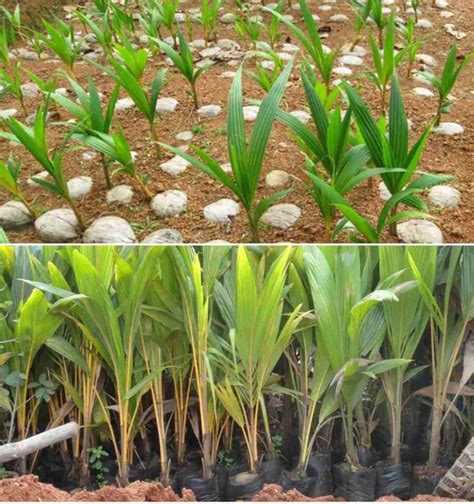 Coconut Seed Germination Time Period Process Agri Farming