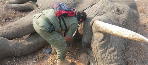 Mozambique Strong Measures To Combat Poaching And Illegal Ivory Trade Afd Agence