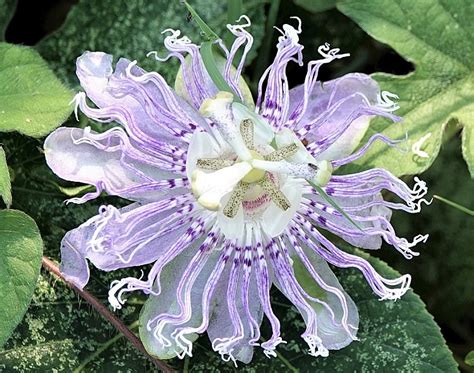 Purple Passionflower Pops In Summer Virginia Native Plant Society