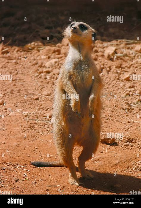 Red Meerkats Hi Res Stock Photography And Images Alamy