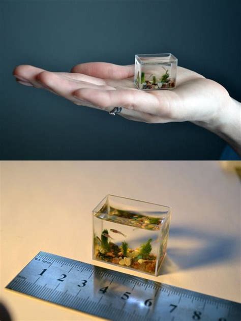 Worlds Smallest Aquarium Craftsman Anatoly Konenko Is Responsible For