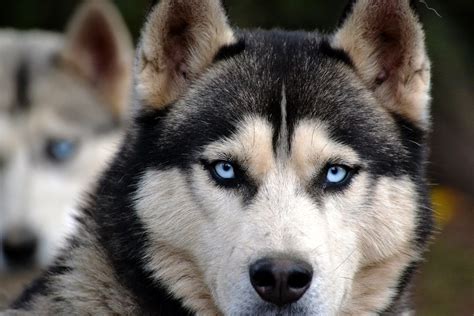 Get To Know The Siberian Husky Dog Breed History Health