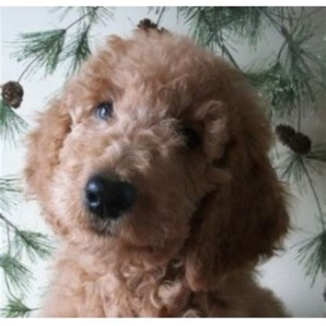 Plus, by adopting a pup you may be rescuing a little gem at the same time. Molly's Darling Doodles And Poodles, Goldendoodle Breeder ...