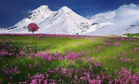 Flower Pink Peisaj By Bessi Landscape Sky Mountain Tree Green