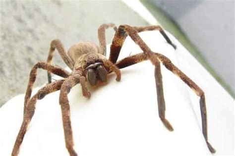 Spiders Can Eat All Humans In The World In Just A Year Scientists Say