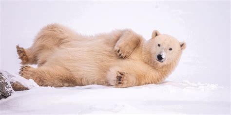 The Mystery Behind Polar Bear Skin Why Are They White 2024