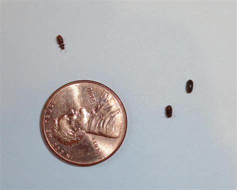 Like most pests, pantry pests are looking for warmer spaces and reliable food sources. Tiny Black Bugs in the Kitchen | ThriftyFun