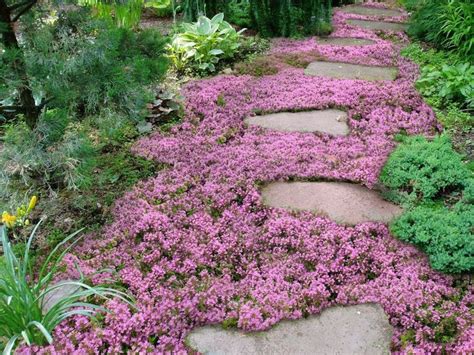 Check spelling or type a new query. Live Mulch -- How to plant Sweet and Low flowering ground ...