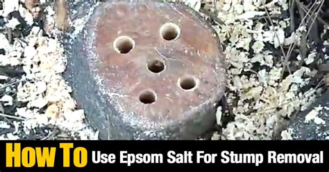 How To Kill A Tree Stump Without Poisonous Chemicals 60 Off