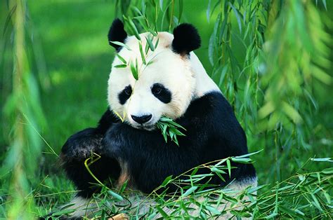 Dunia Hewan Di Darat Panda Raksasa