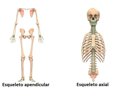 Esqueleto Apendicular Funciones Y Huesos Lifeder Huesos Del