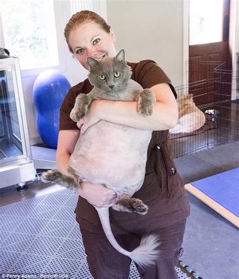 Morbidly Obese Cat King Leo Dies From Cardiac Arrest Daily Mail Online