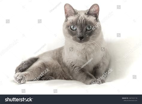 Adorable Siamese Cat Blue Eyes Stock Photo 1687452118 Shutterstock