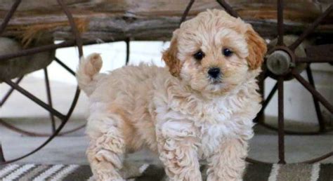 They are a cross between a shih tzu and a poodle. Shih-Poo.Meet Gloria a Puppy for Adoption.