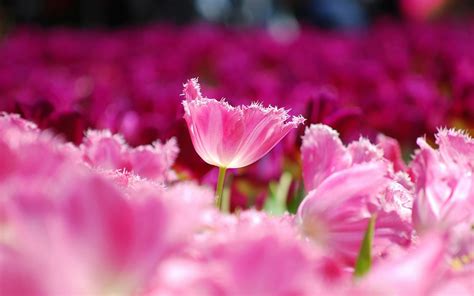 Pink Flowers Tulips Hd Desktop Wallpaper Widescreen High Definition
