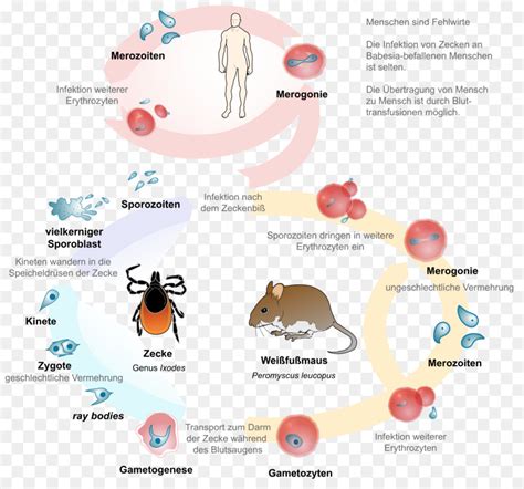 A Babesiose A Doença De Lyme Babesia Png Transparente Grátis