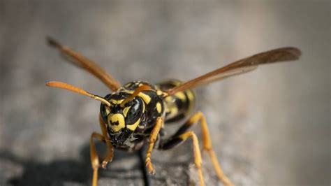 A Yellow And Black Insect Sitting On Top Of A Piece Of Wood