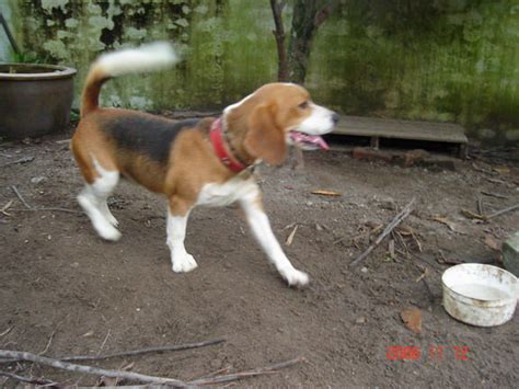 Updated 29th july, 2019 | 04:55:am. Beagle FOR SALE ADOPTION from Perak Ipoh @ Adpost.com ...