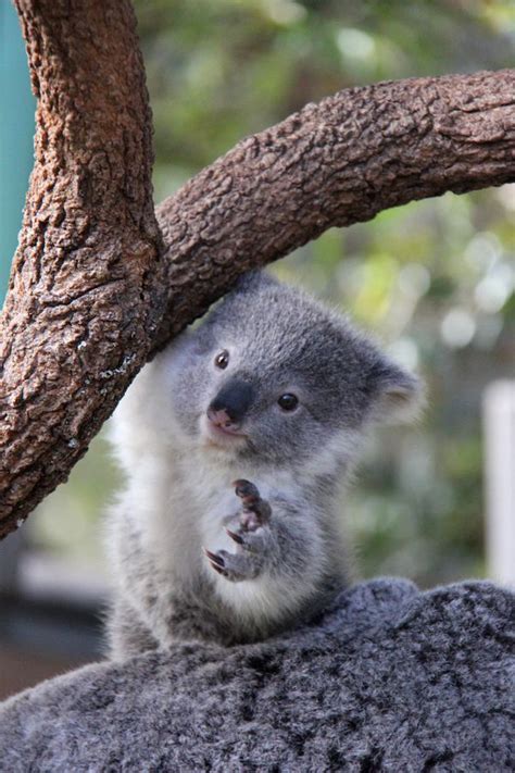Koala Joeys Emerge For Spring At Taronga Zoo Zooborns