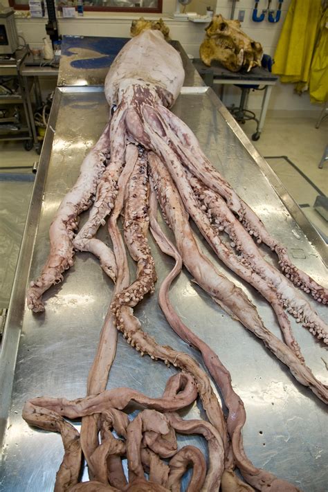 Operation Calamari How The Smithsonian Got Its Giant Squids At The