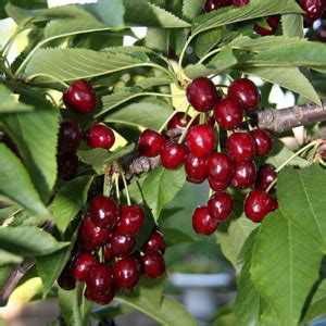 Bing Cherry Tree One Green World