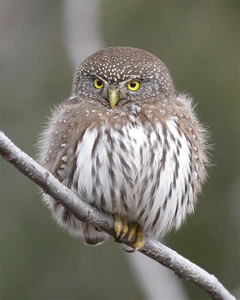 Ranking The 8 Most Adorable Species Of Owl