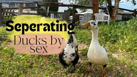 How To Sex Your Ducks Youtube