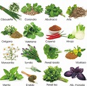 Lista 100+ Foto Plantas Medicinales Y Para Que Sirven Con Imagenes Lleno