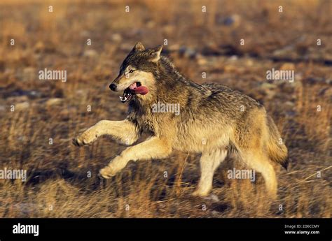 North American Grey Wolf Canis Lupus Occidentalis Adult Running