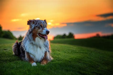 Dog Wallpapers And Photos 4k Full Hd Everest Hill