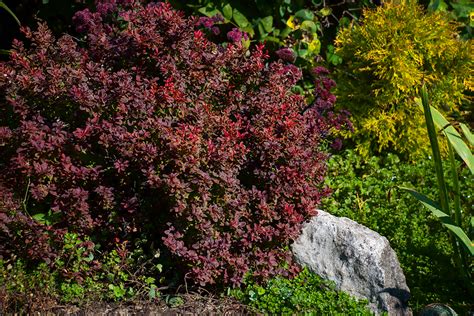 Crimson Pygmy Barberry