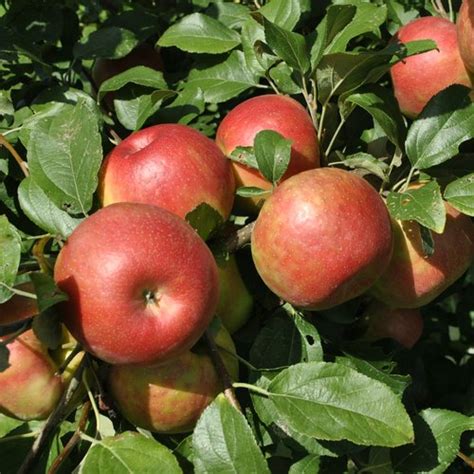 Growth In Diversification And Value Addition In Apple Farming Oxfarm