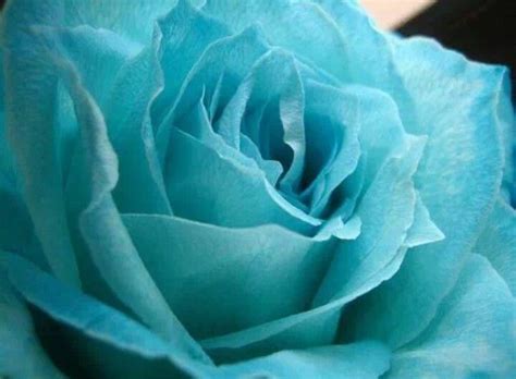 Pin By Diane Oconnor On Flowers Rose Color Meanings Light Blue