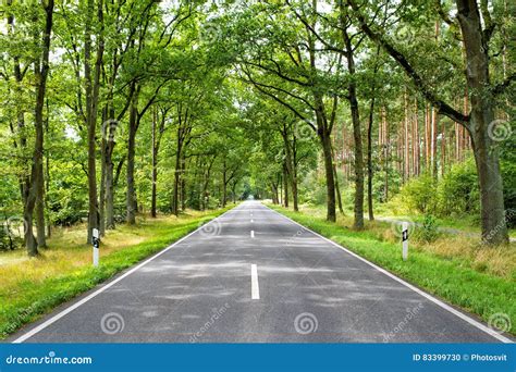 Green Trees Alley Stock Photo Image Of Avenue Nature 83399730