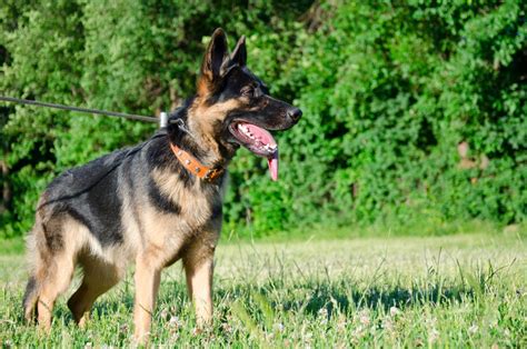 How To Train Your German Shepherd Not To Pull On Leash German