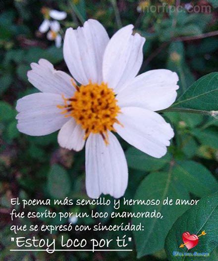 Fotos De Flores Y Rosas Con Frases Para El D A Del Amor Frases De