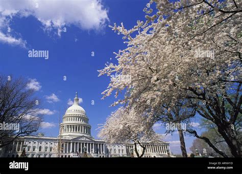 United Capitol With Cherry Blossoms Flowers Washington Dc Usa Hi Res