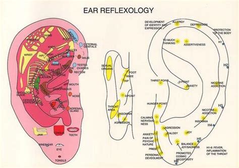 Where Are Reflexology Ear Points And How To Be Used